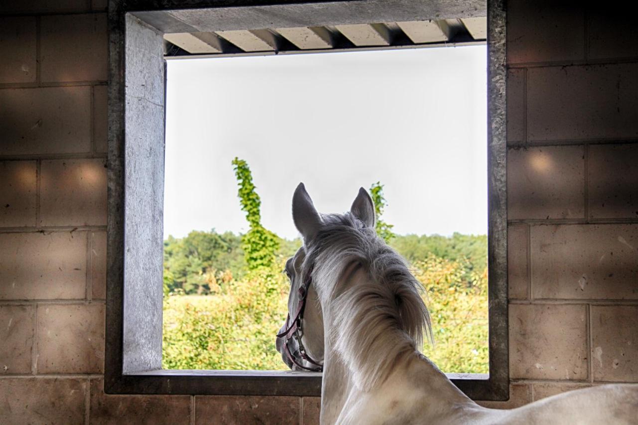 Horsetellerie Rheezerveen Hardenberg Kültér fotó