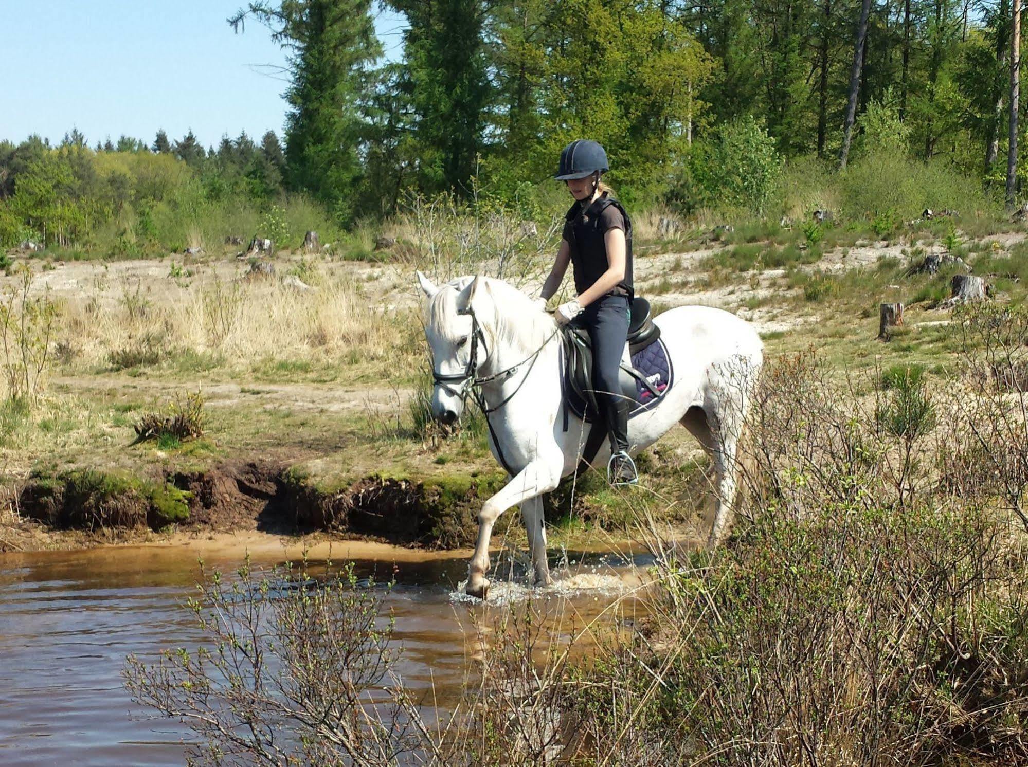 Horsetellerie Rheezerveen Hardenberg Kültér fotó